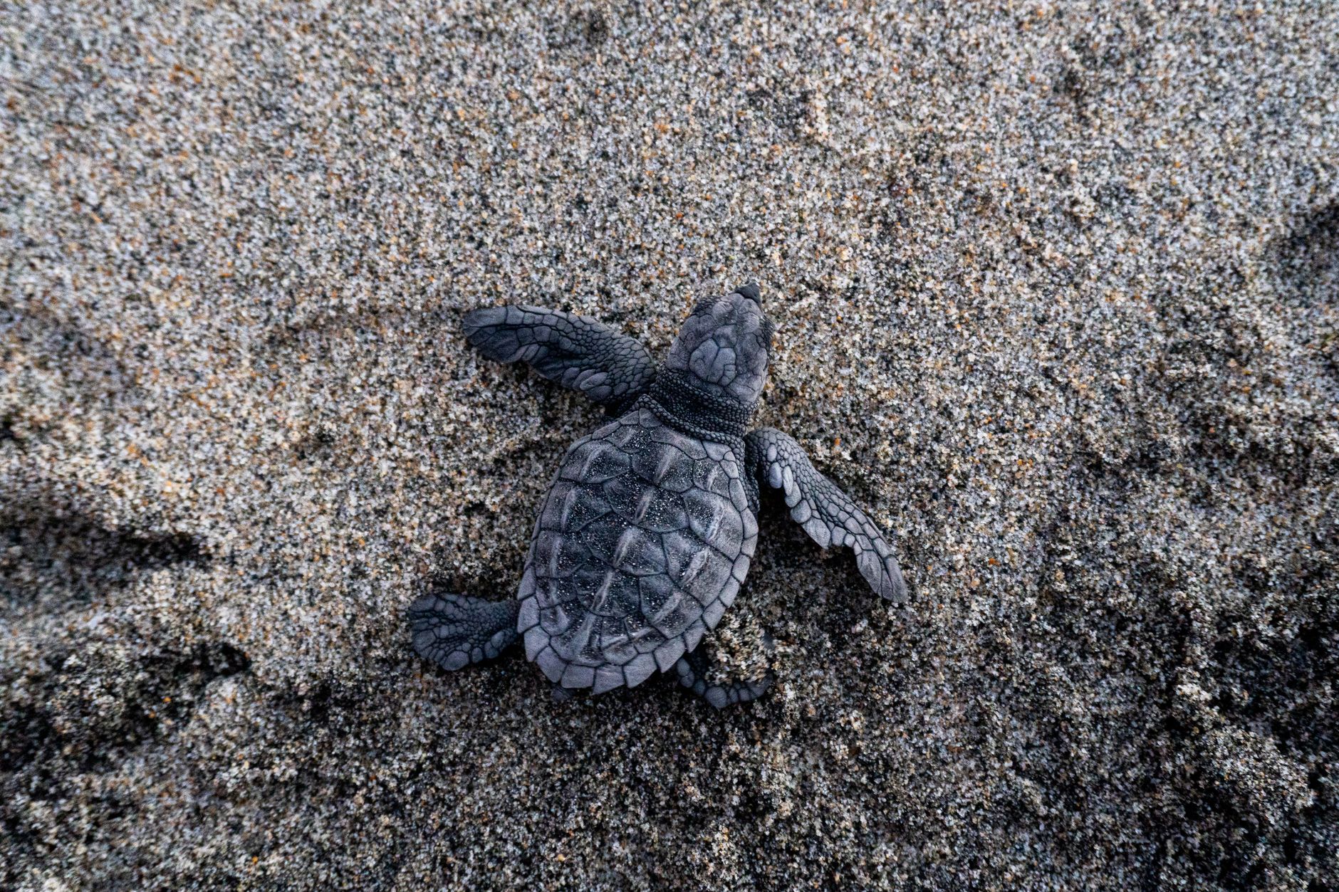 一只小海龟幼崽在沙滩上爬向大海。
