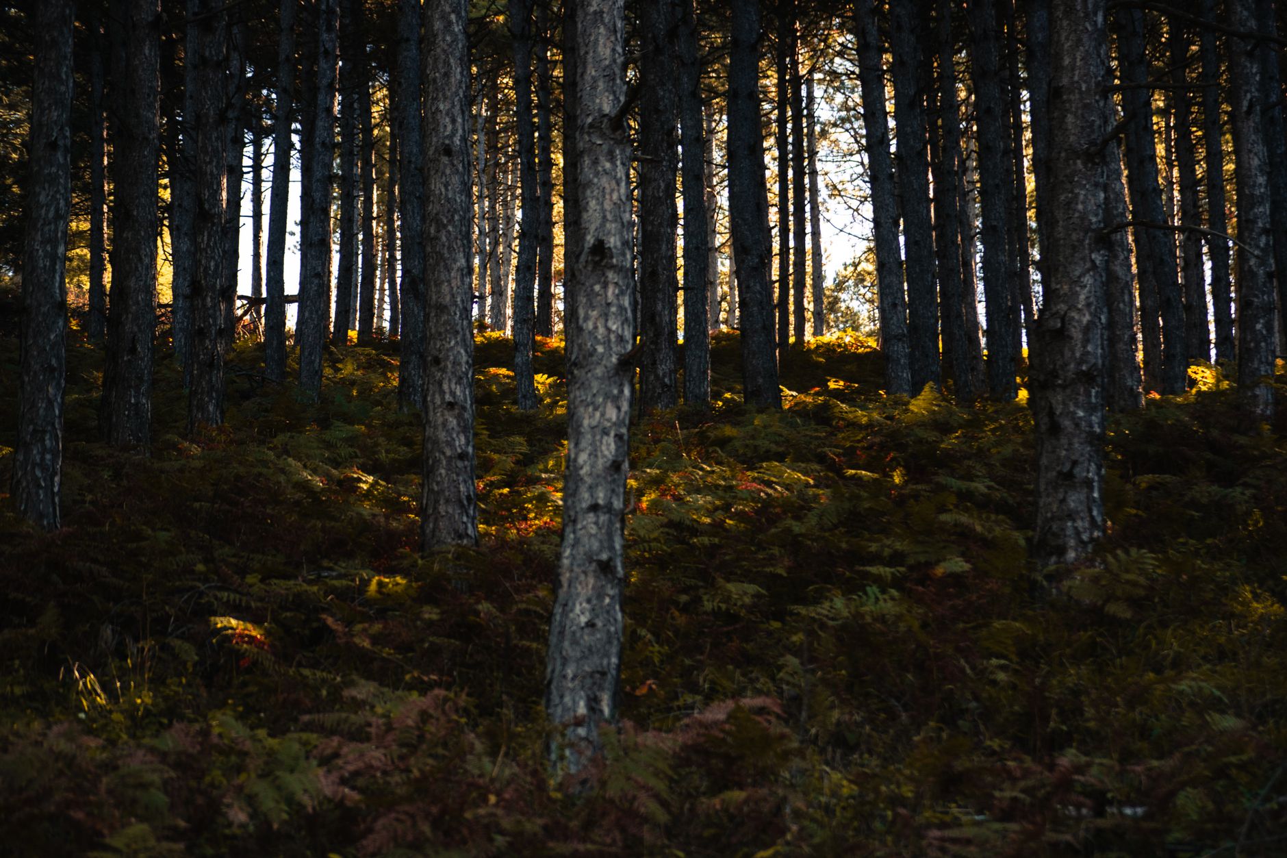 A tranquil forest with tall trees and sunlight illuminating ferns on the ground.