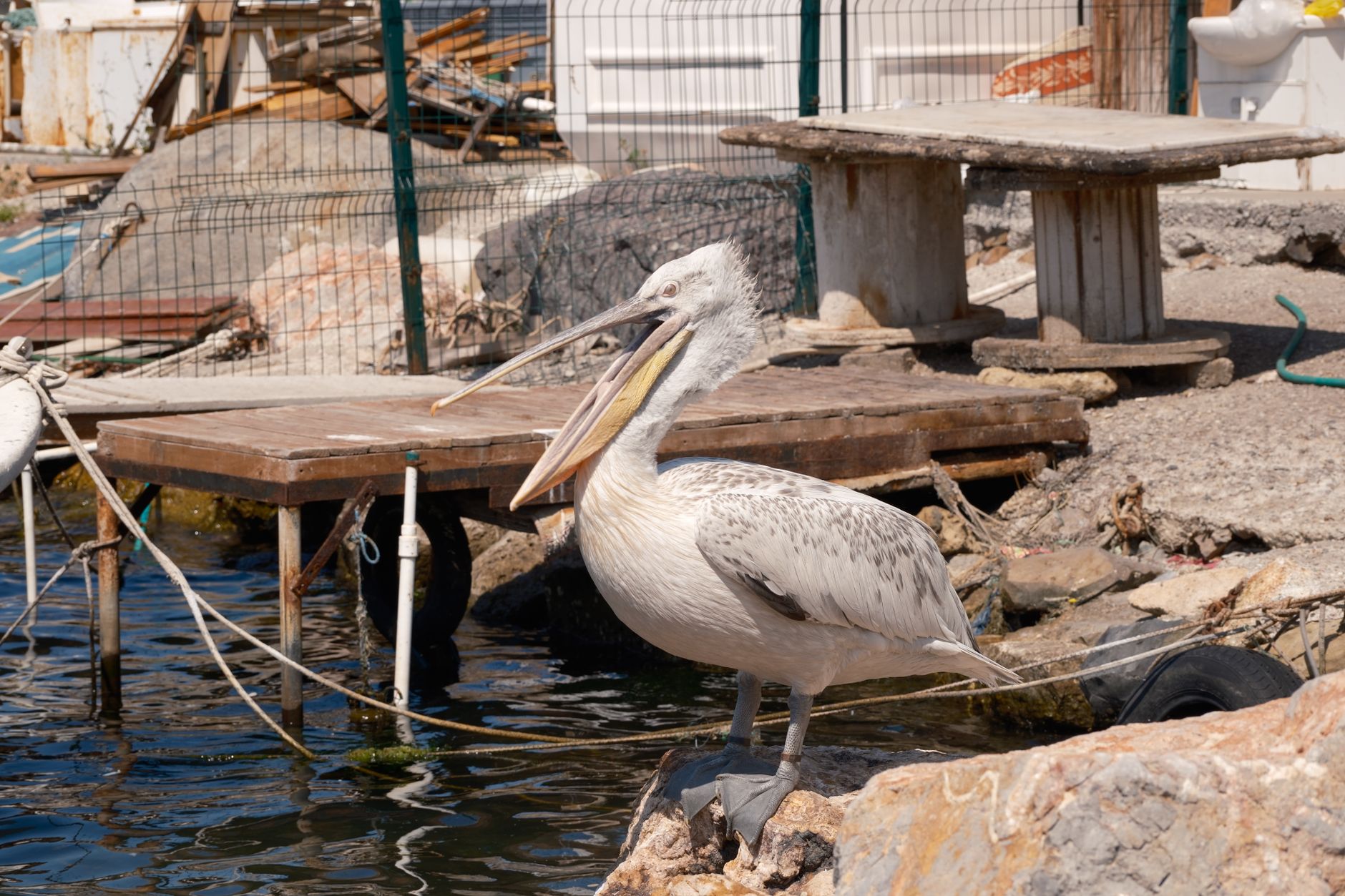A Dalmatian pelican stands by the water's edge in Aegean Türkiye, with boats and wooden structures in the background.