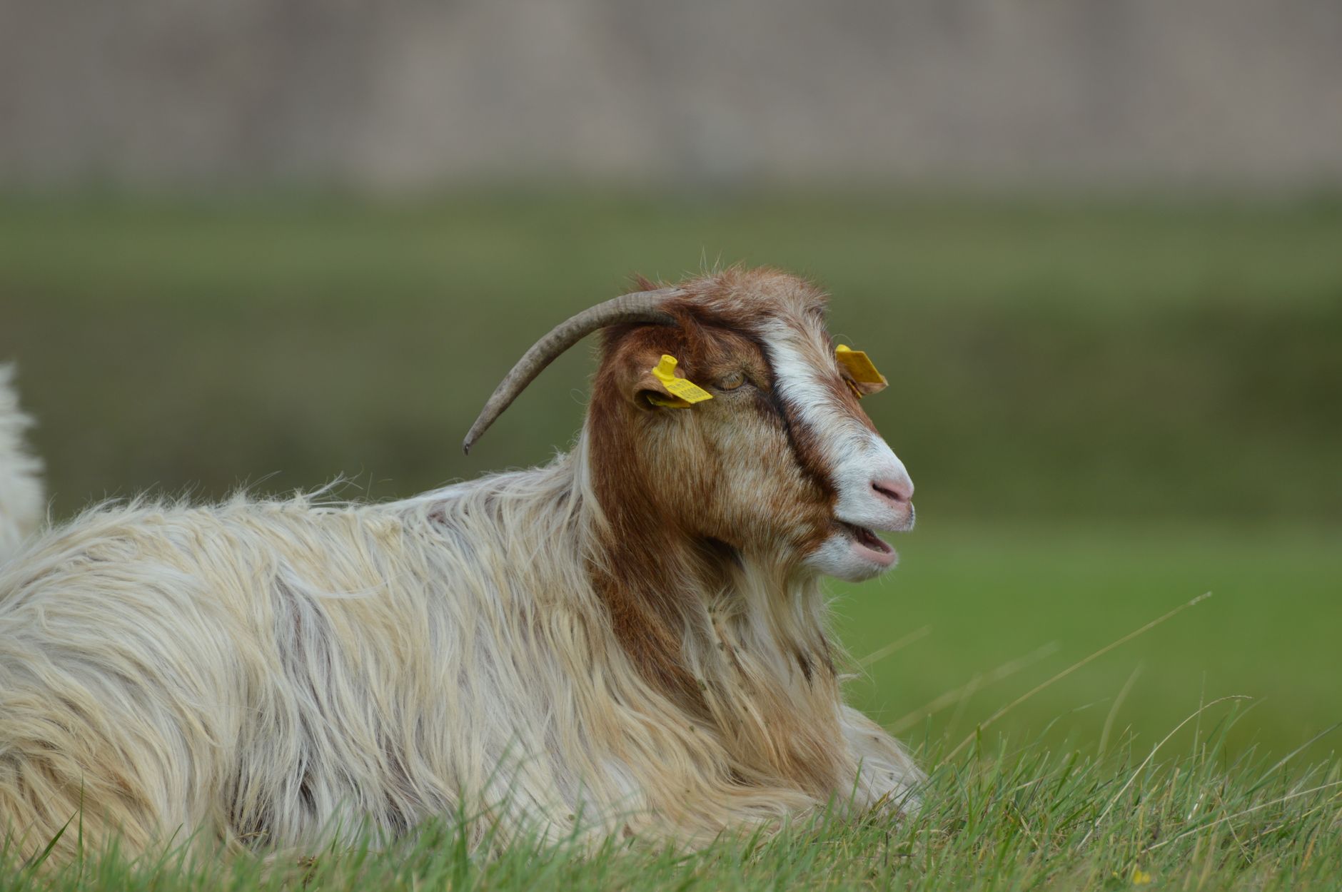Anatolian wild goat resting on grass in Taurus Mountains, showcasing curved horns and unique ear tags.