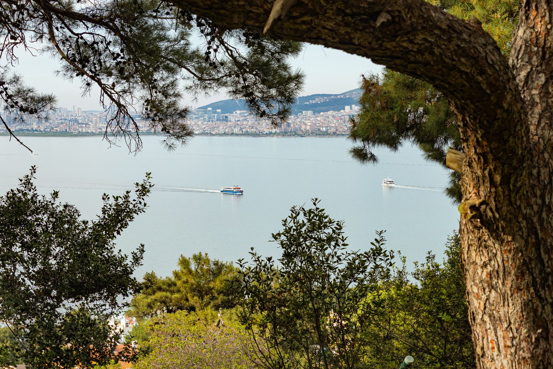 Scenic view over the Bosphorus from Beykoz Grove, framed by pine trees.