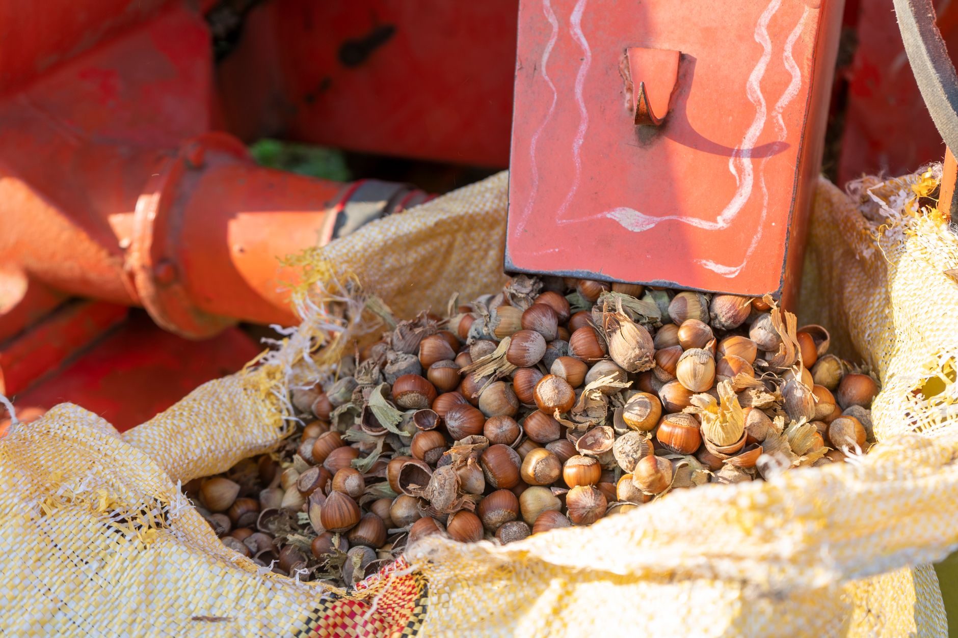 A bag filled with freshly harvested hazelnuts at a farm machinery setup.