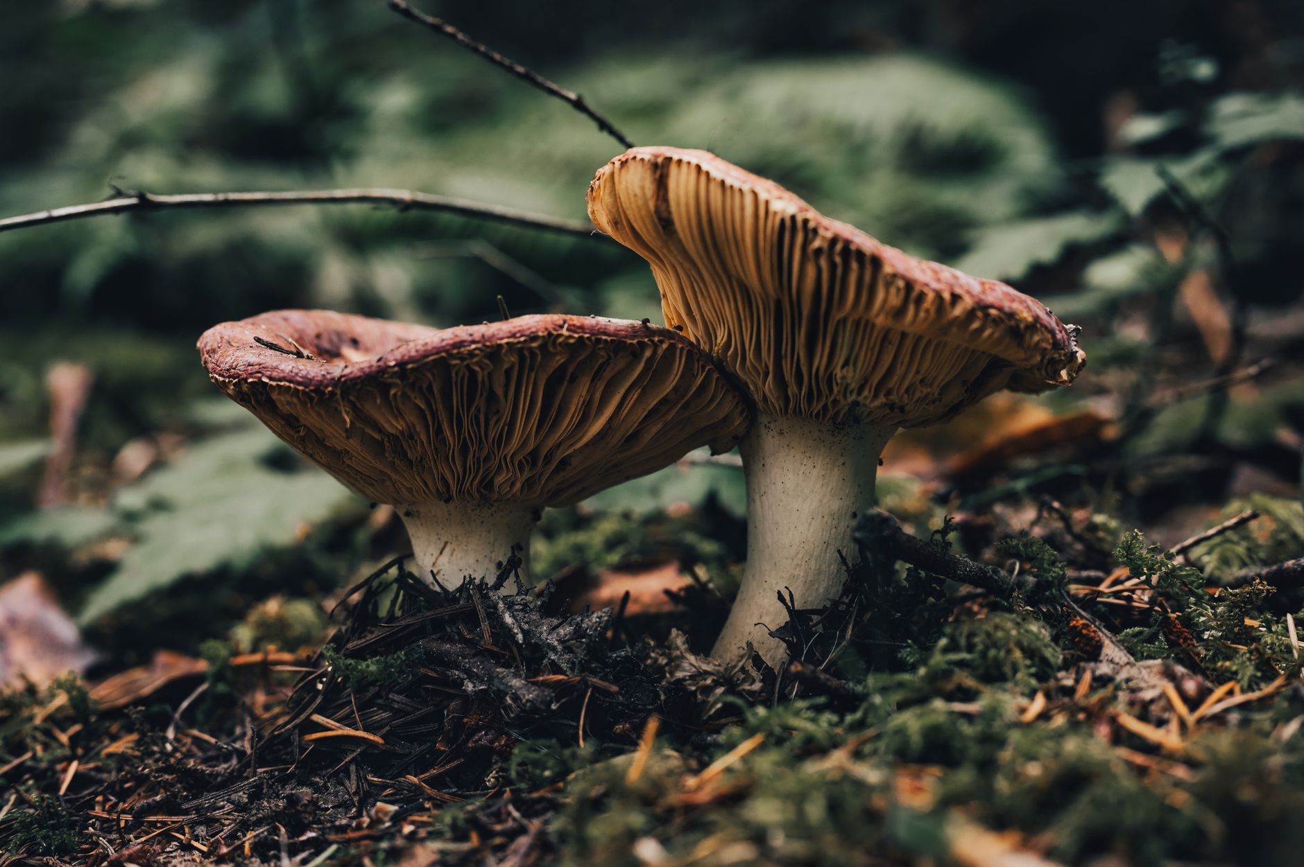 Orman zemininde büyüyen kahverengi şapkalı ve beyaz saplı iki mantar.