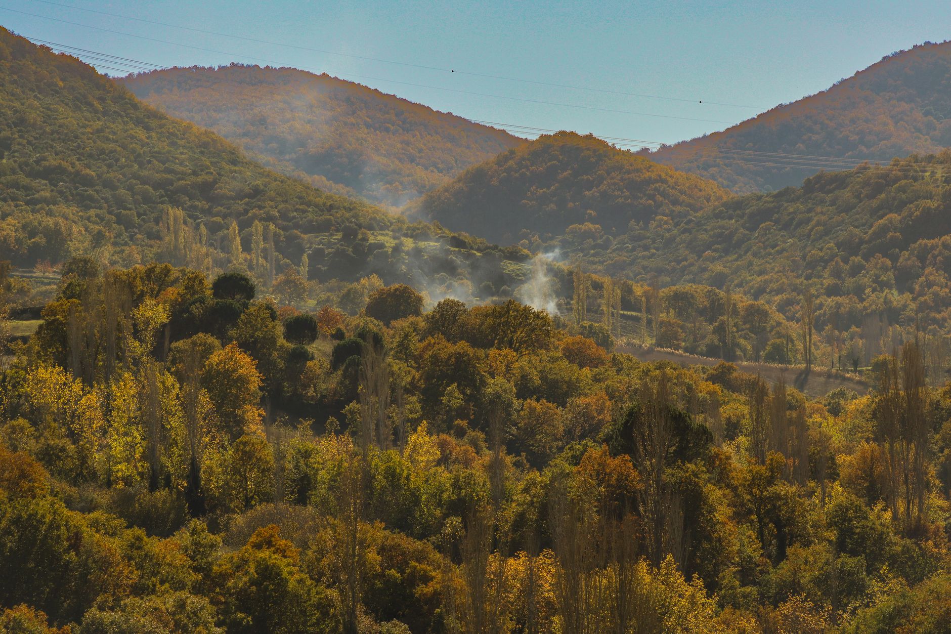 Sunlight filtering through golden Liquid Amber trees in an autumn landscape.
