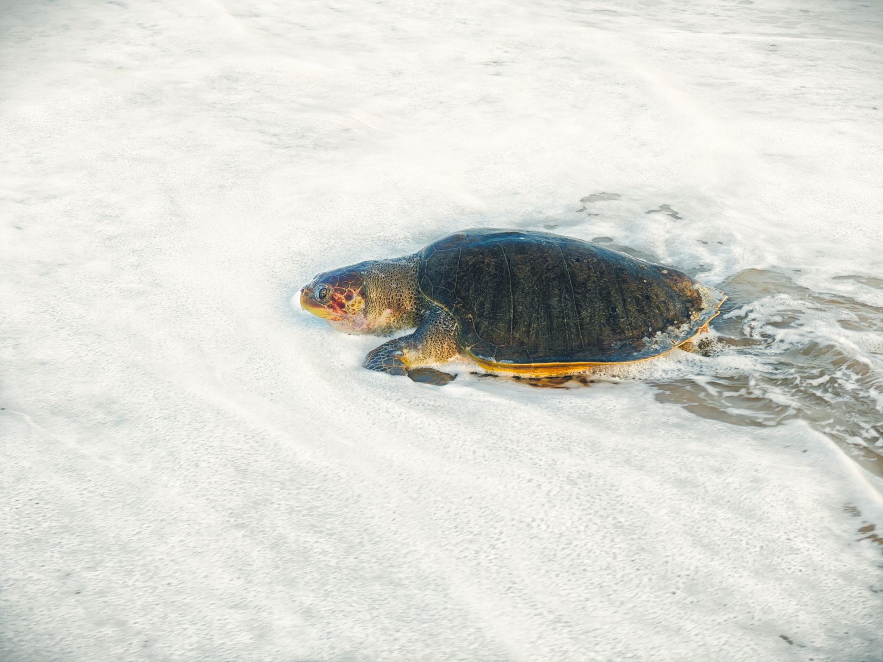 A loggerhead sea turtle hatchling moving through foam at İztuzu Beach.