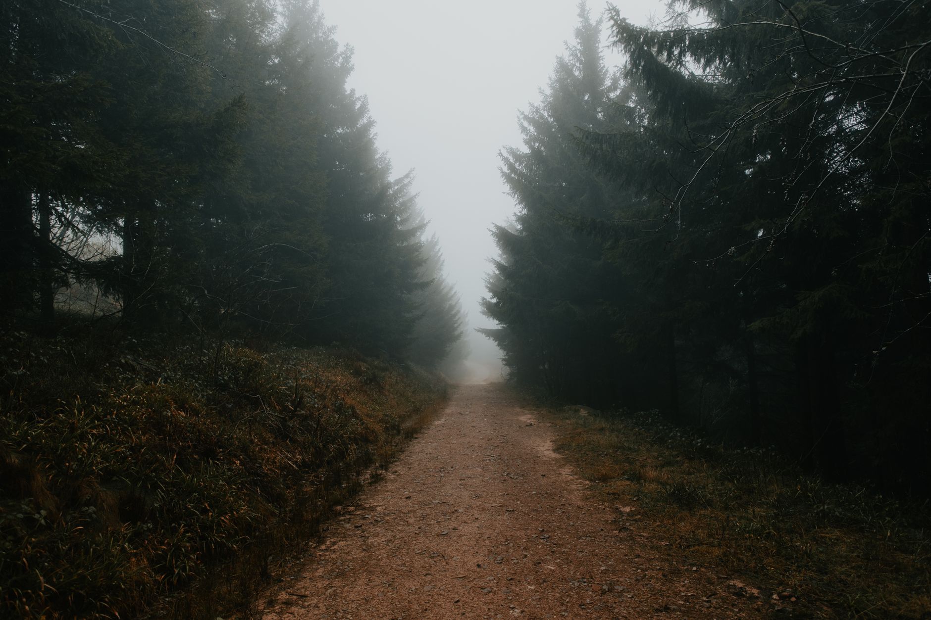 A path winding through a misty forest, surrounded by tall trees.